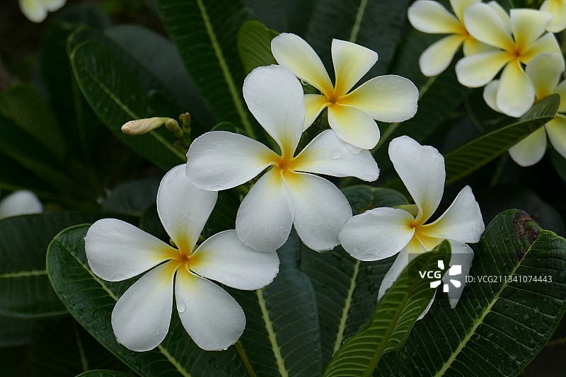 印度喀拉拉邦的白色植物特写图片素材