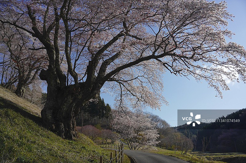 日本福岛县磐城市树木公路图片素材