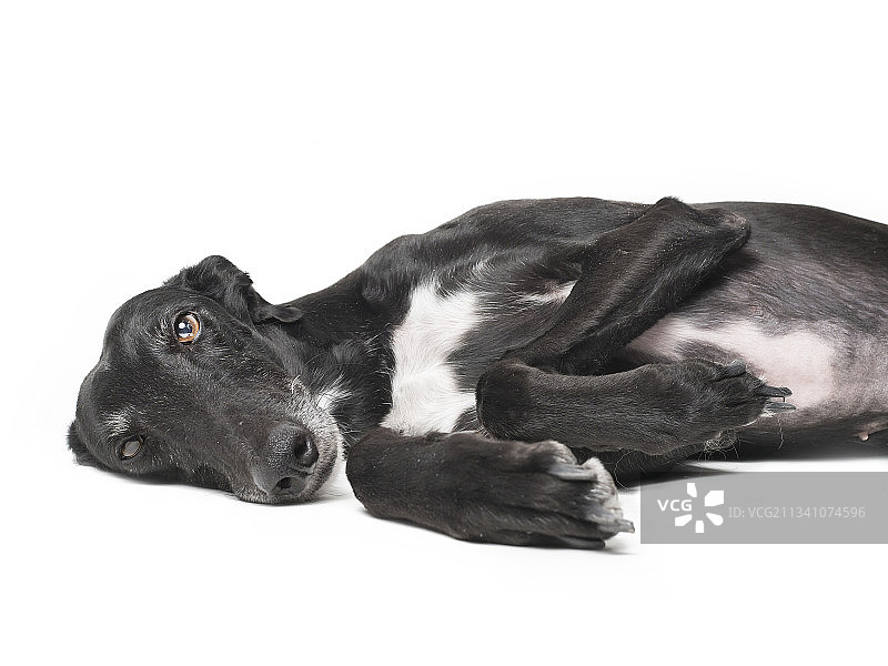 西班牙马德里，灰狗在白色背景下睡觉特写图片素材