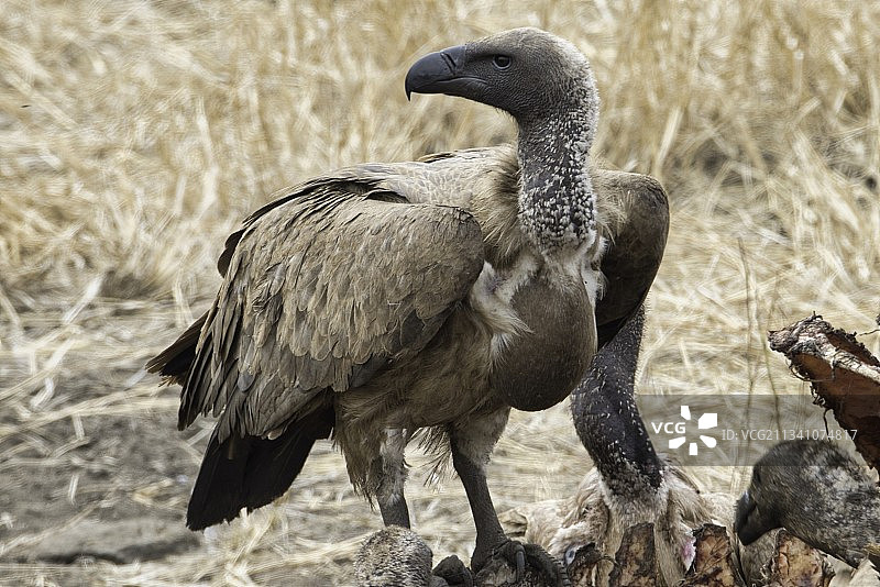 栖息在南非克鲁格国家公园岩石上的秃鹫特写图片素材