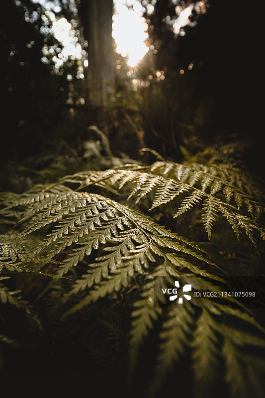 澳大利亚维多利亚州大奥特威国家公园，夜晚树上蕨类植物叶子的特写图片素材