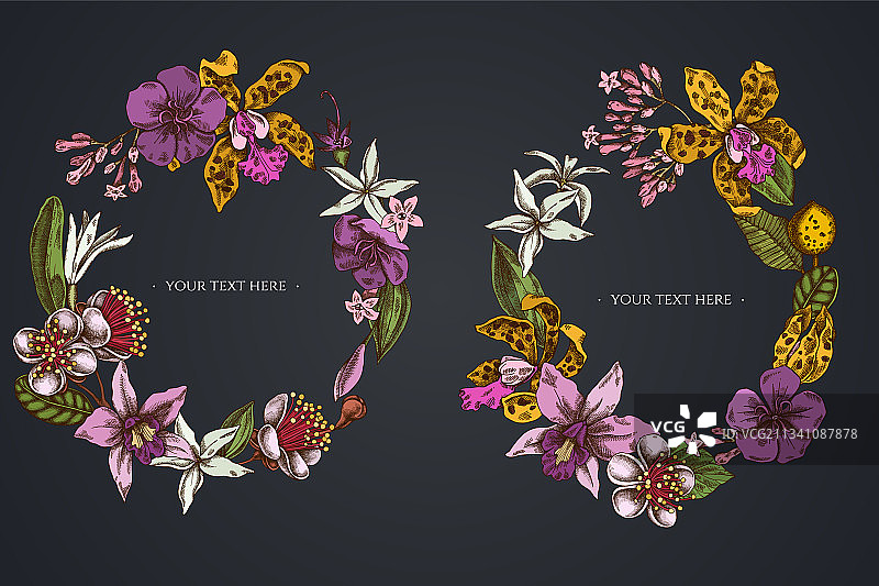 深色花环 Laelia Feijoa花卉图片素材