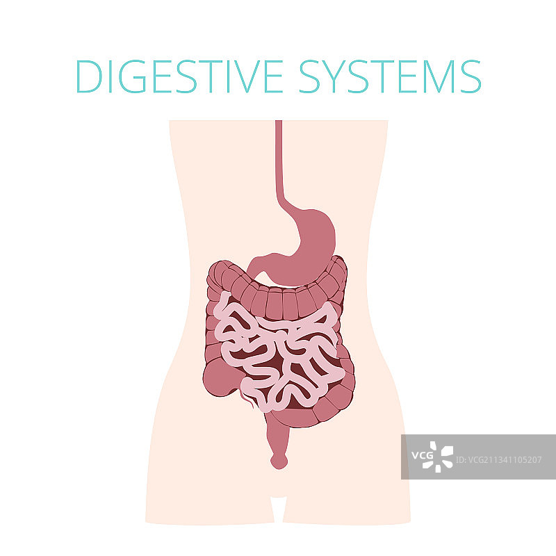 人体消化系统图片素材