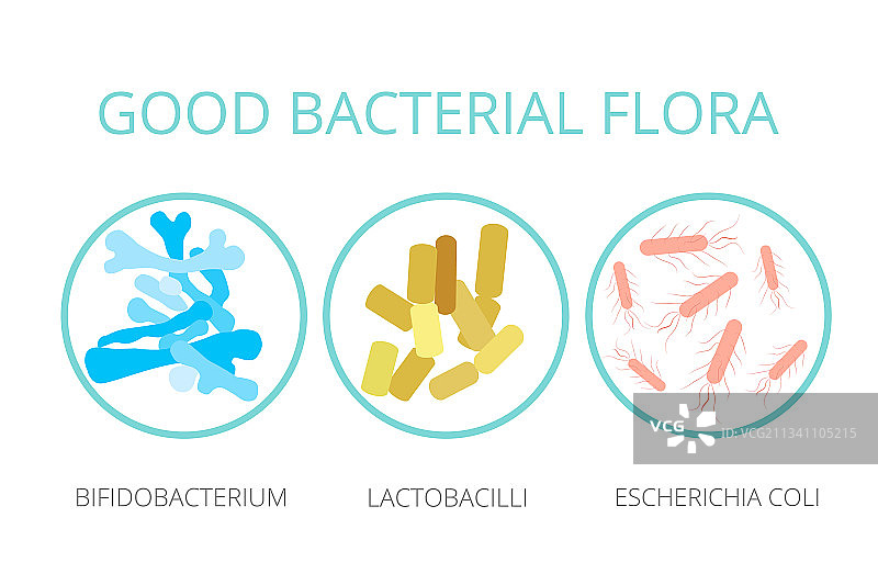 有益细菌菌群乳酸杆菌双歧杆菌图片素材