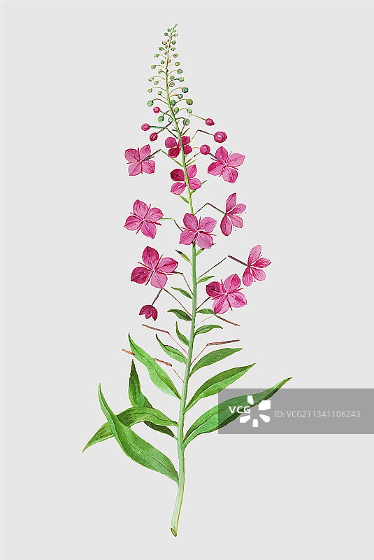 复古风格的柳兰图片素材