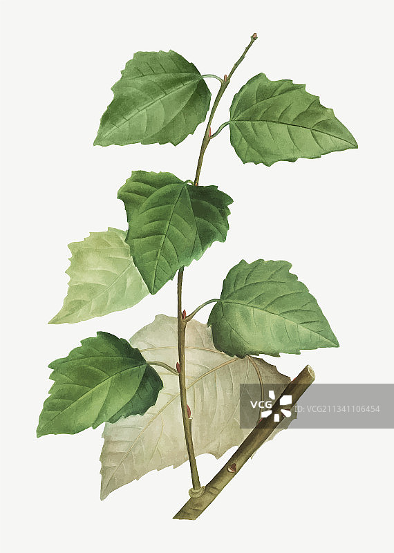 白杨树图片素材