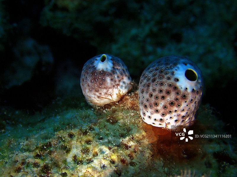 青斑海鞘小壶海鞘（Atriolum robustum）图片素材