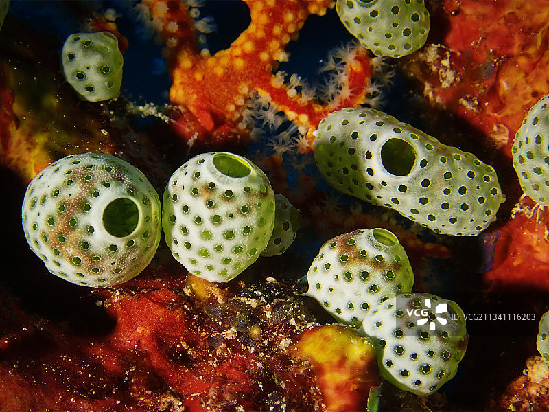 青斑海鞘小壶海鞘（Atriolum robustum）图片素材