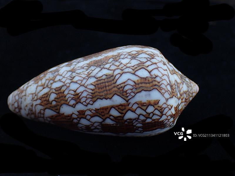 织绵芋螺鸡心螺（Conus textile）图片素材