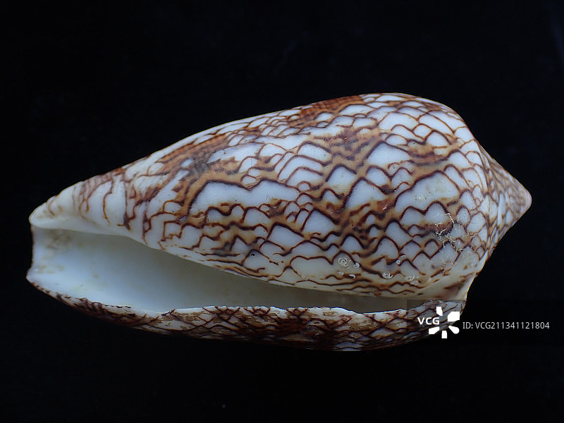 织绵芋螺鸡心螺（Conus textile）图片素材