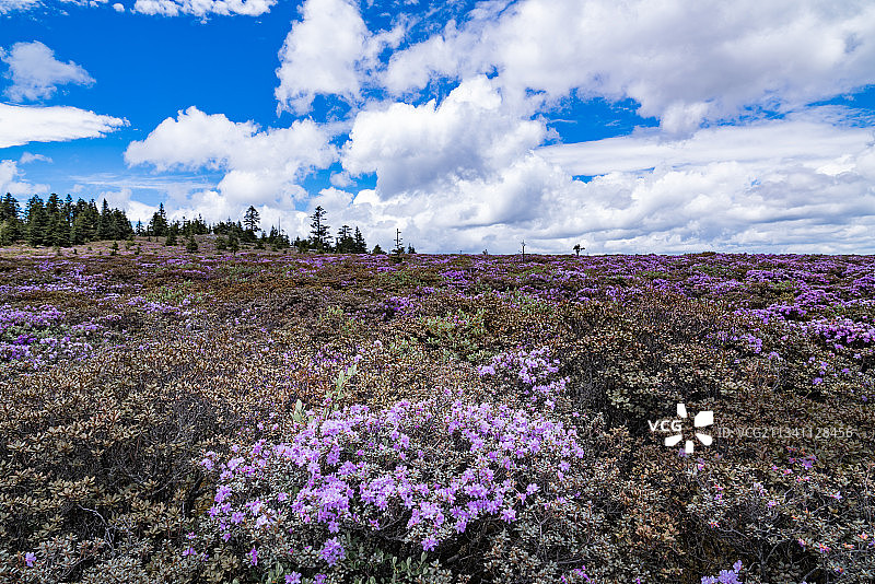 杜鹃花图片素材