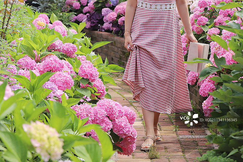 绣球花园里图片素材