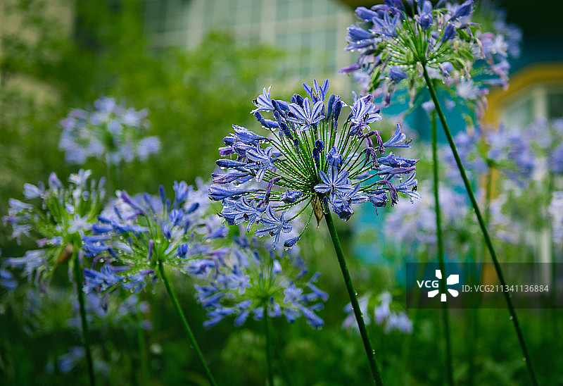 非洲百合图片素材