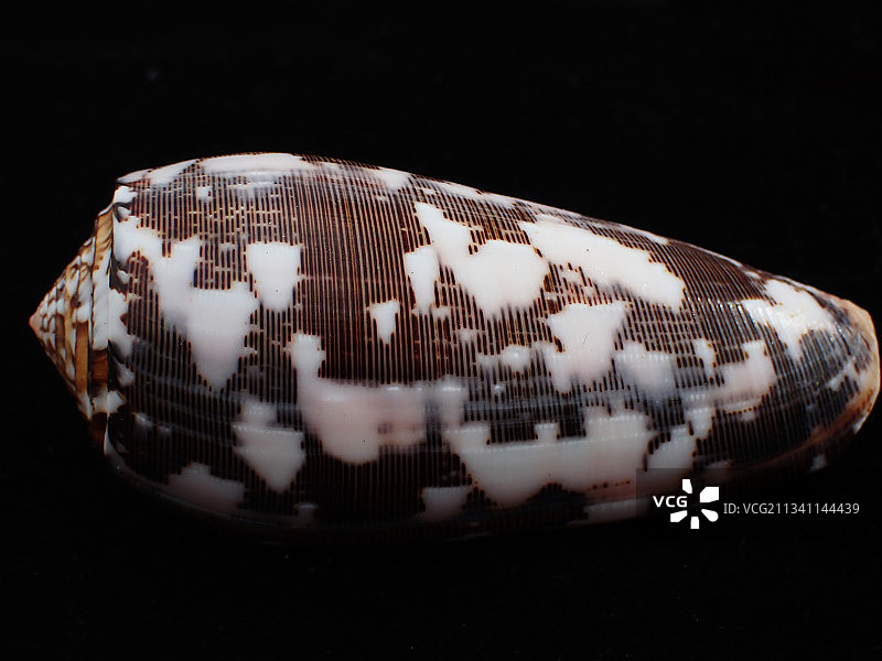 线纹芋螺地纹芋螺（Conus striatus）图片素材