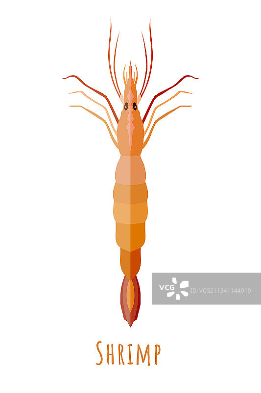 扁平风格的对称单虾图片素材