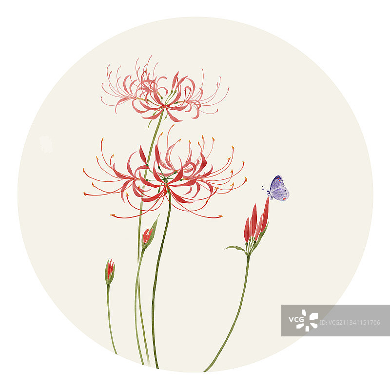 彼岸花图片素材