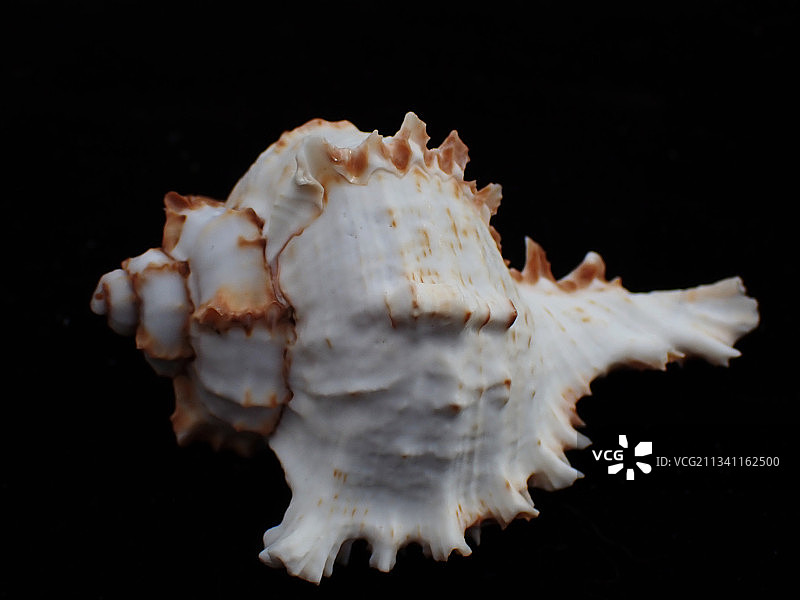 菊花千手螺（Chicoreus giadae ）图片素材
