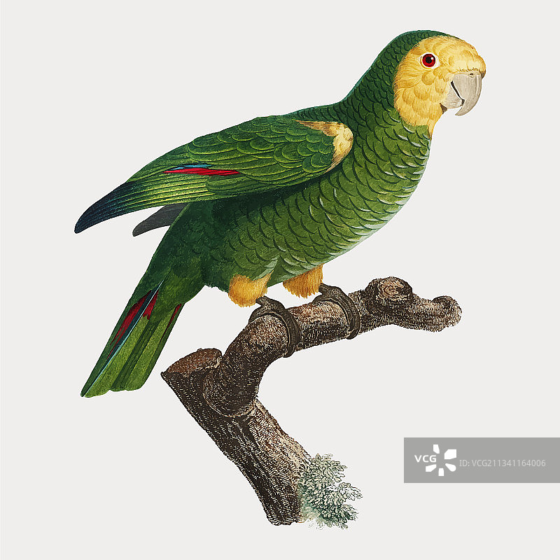 黄肩鹦鹉图片素材