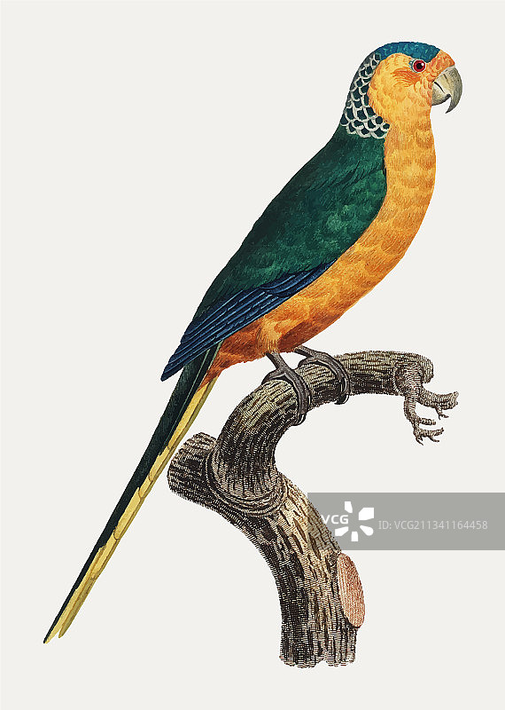 黄额鹦鹉图片素材