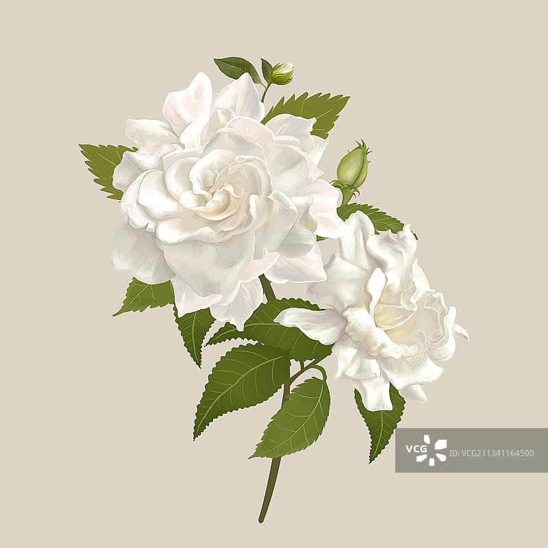 白色栀子花图片素材