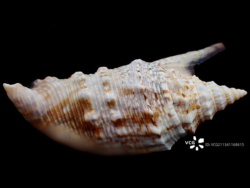 黑口金袖凤凰螺图片素材