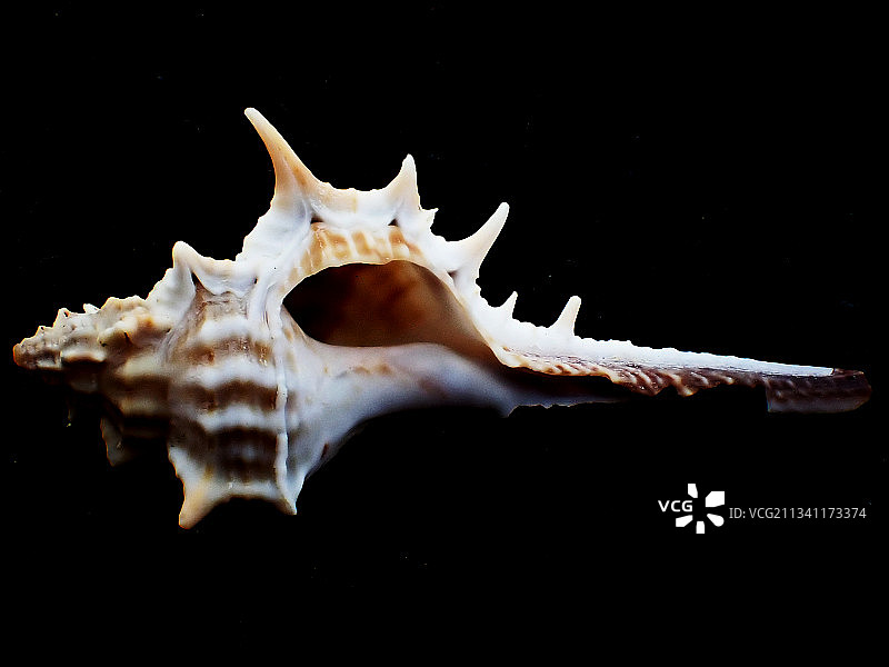 浅缝骨螺（Murex trapa）图片素材