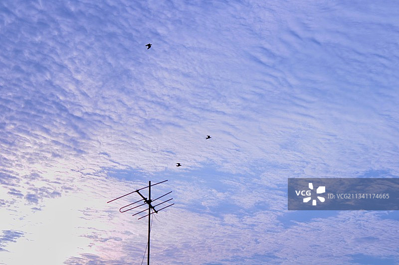 低角度的鸟飞对天空图片素材