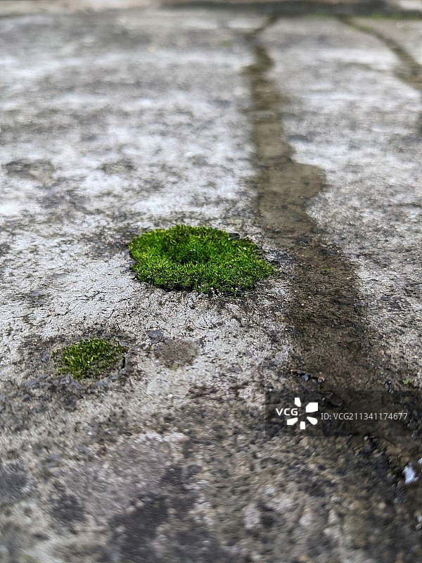 岩石上生长的苔藓特写图片素材