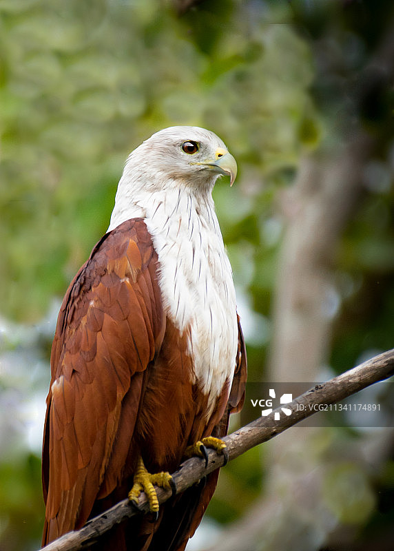 栖息在树枝上的雄鹰特写，印度卡纳塔克邦班加罗尔图片素材