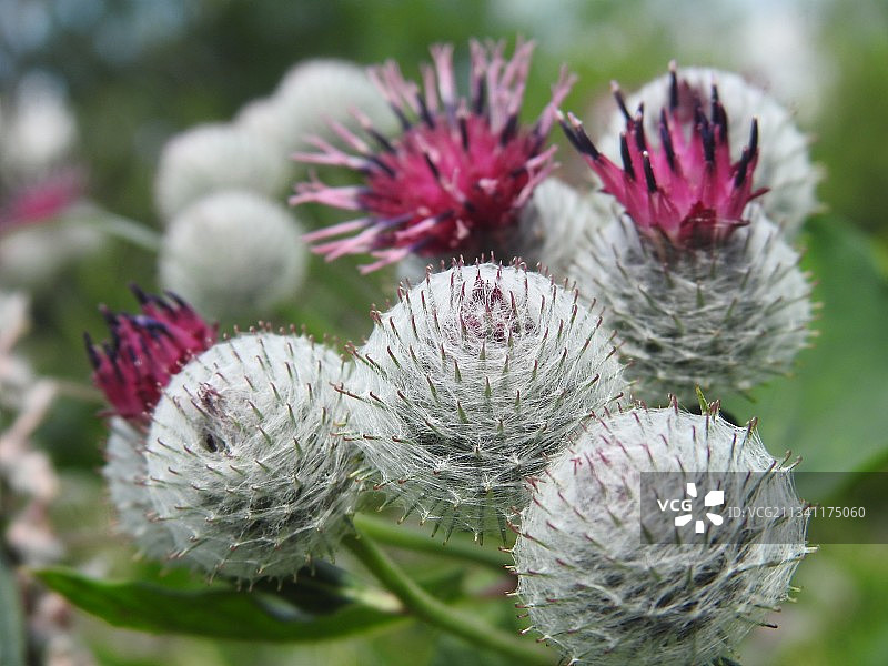 蓟花特写图片素材
