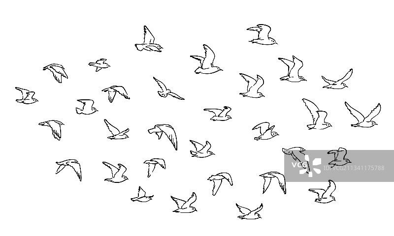 飞鸟群，白色背景图片素材