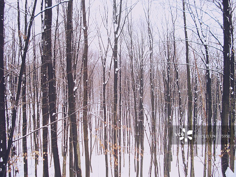 冬天森林里的树木图片素材