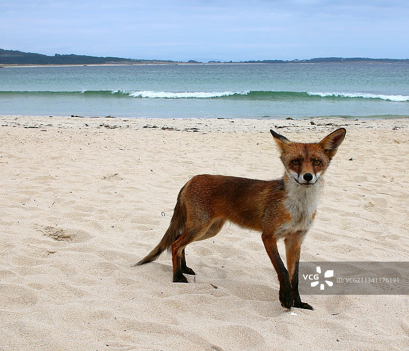 西班牙科鲁韦多海滩岸边的狗狗肖像图片素材