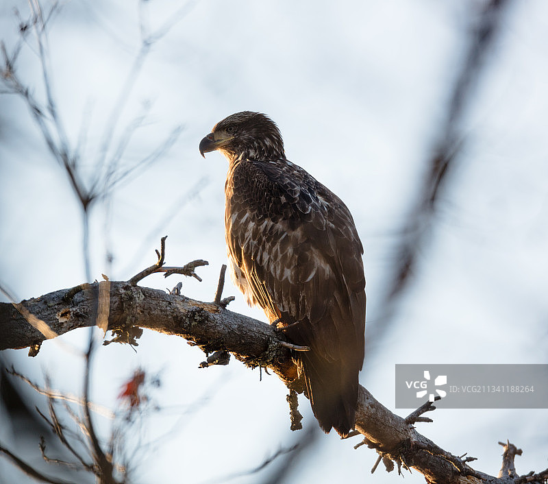 低角度拍摄栖息在树枝上的猛禽，威斯康星州鹰湖，美国图片素材