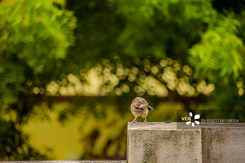 栖息在挡土墙上的鸣禽特写，印度泰米尔纳德邦坦贾武尔图片素材