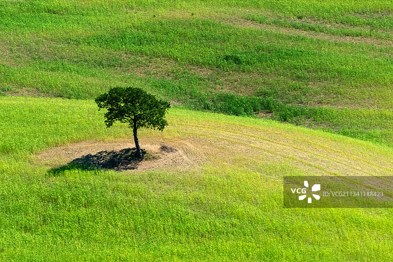 田野树木鸟瞰图图片素材