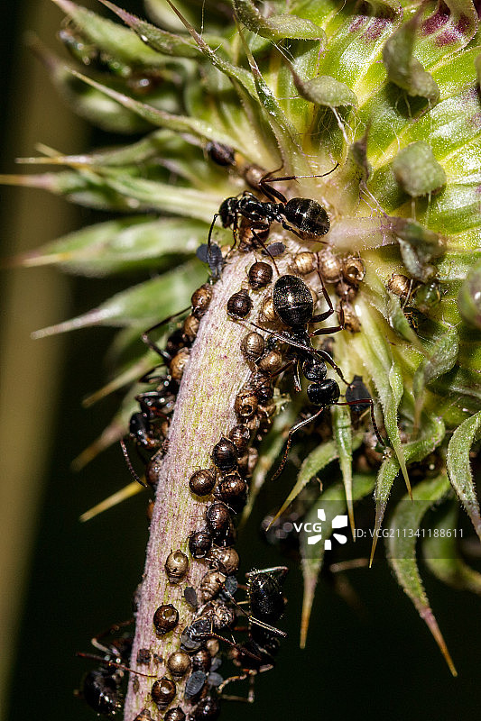 昆虫在植物上的特写镜头图片素材