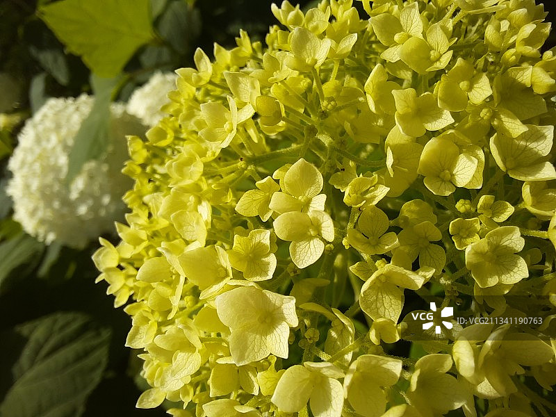 黄色开花植物的特写图片素材