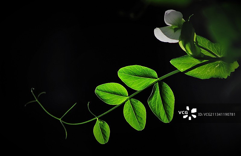绿叶特写，黑色背景图片素材