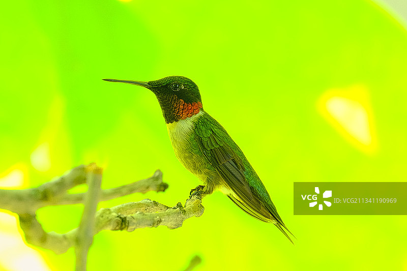 蜂鸟栖息在加拿大植物上特写图片素材