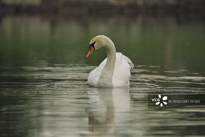 美国伊利诺伊州尚堡湖中游泳的疣鼻天鹅特写图片素材