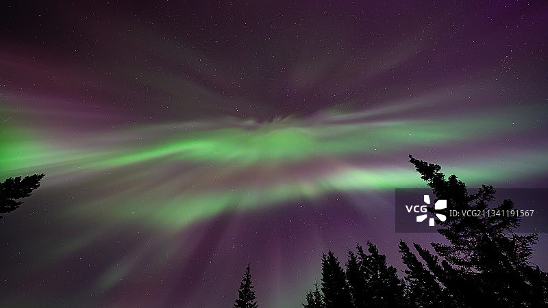 美国阿拉斯加州费尔班克斯夜空下的树木剪影低角度视图图片素材