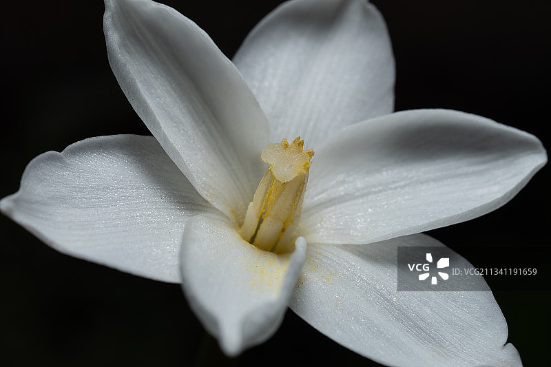 黑色背景下的白色花朵特写图片素材