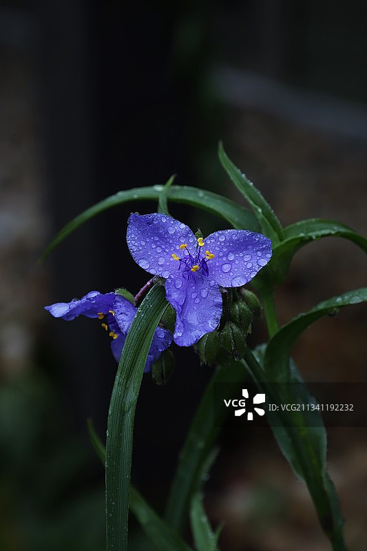 美国威斯康星州紫色植物特写图片素材