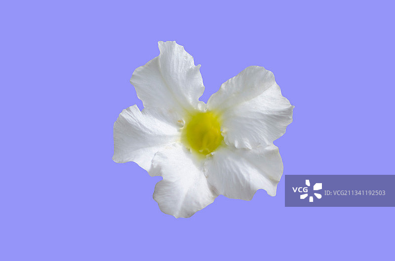 泰国蓝色背景下的紫色花朵特写图片素材