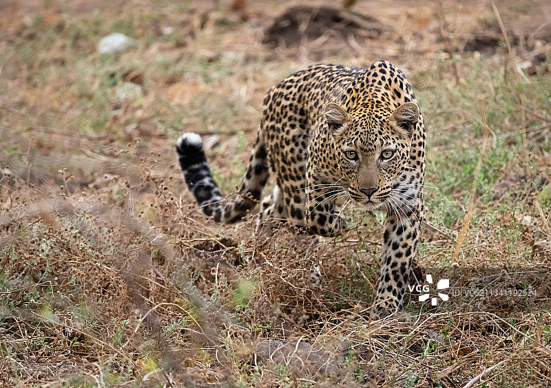 赞比亚卢萨卡省Chongwe原野上行走的豹子全身像图片素材