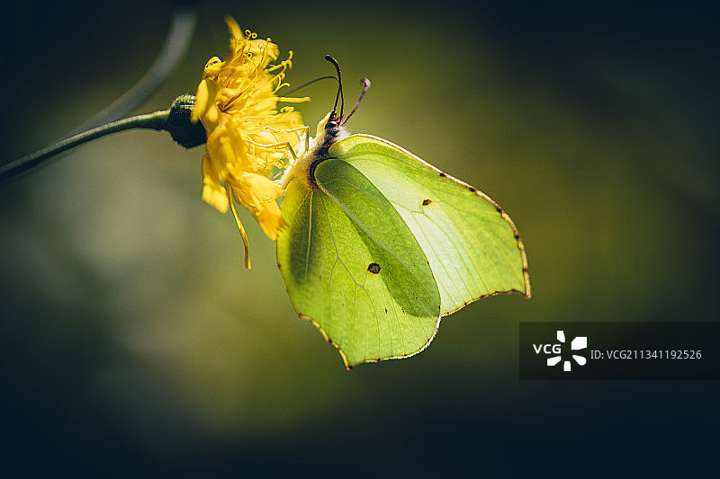 树叶上的昆虫特写，荷兰图片素材