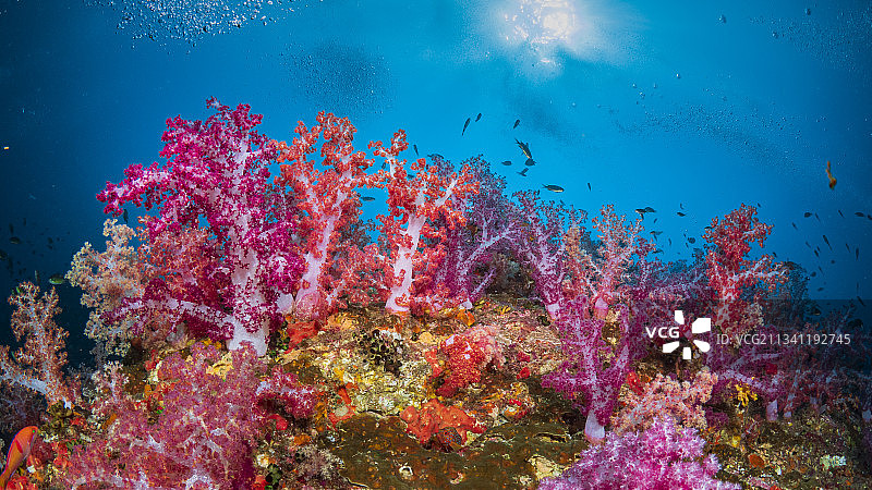 泰国兰塔岛海洋珊瑚礁特写图片素材