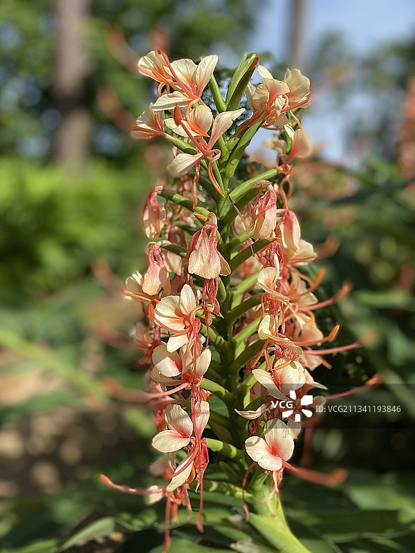 美国开花植物特写图片素材