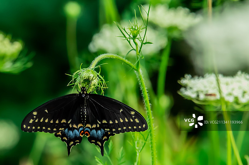 加拿大安大略省渥太华，植物上的蝴蝶特写图片素材